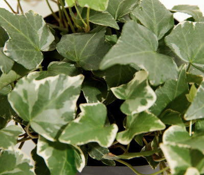 Glacier Variegated Ivy